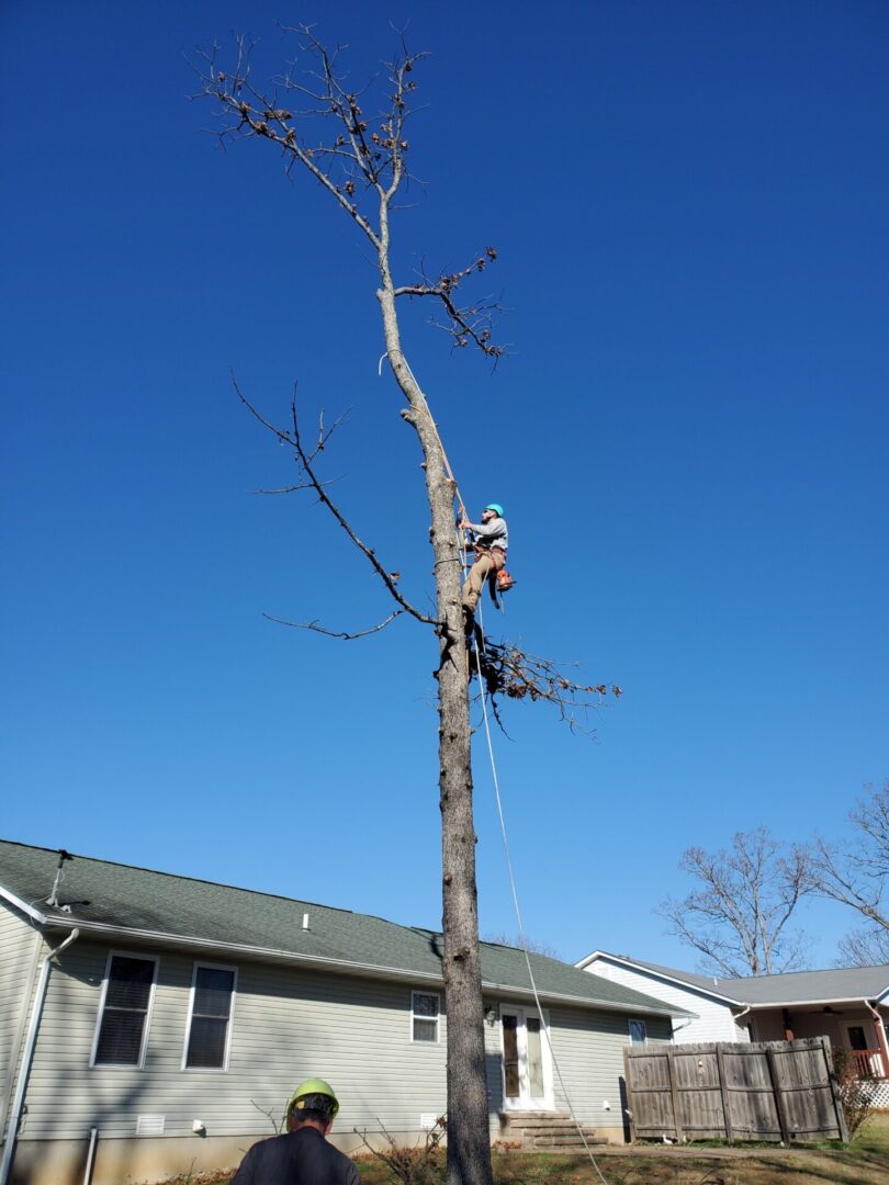 Tree worker climbing tall tree