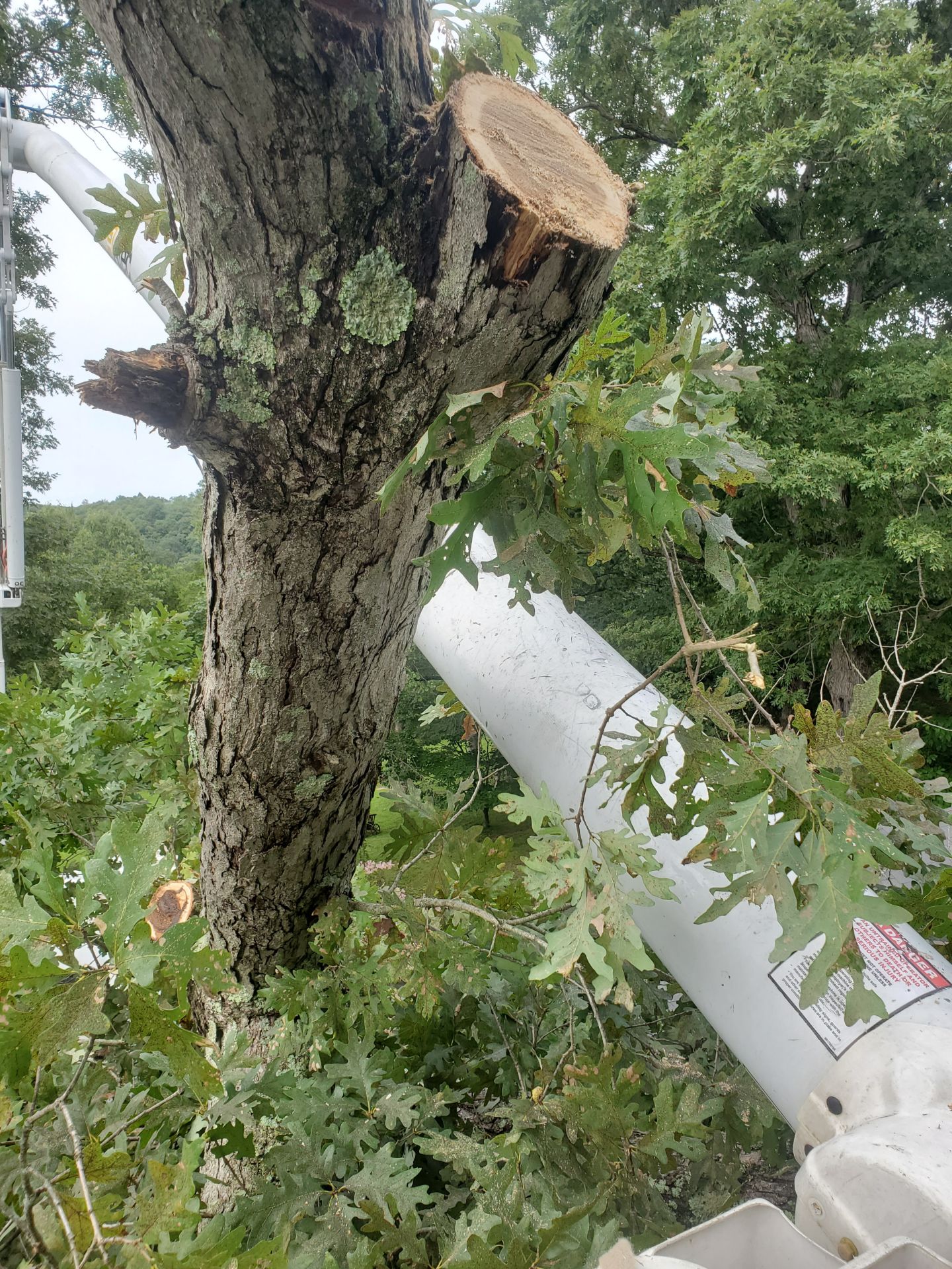 Tree trimming with bucket lift equipment