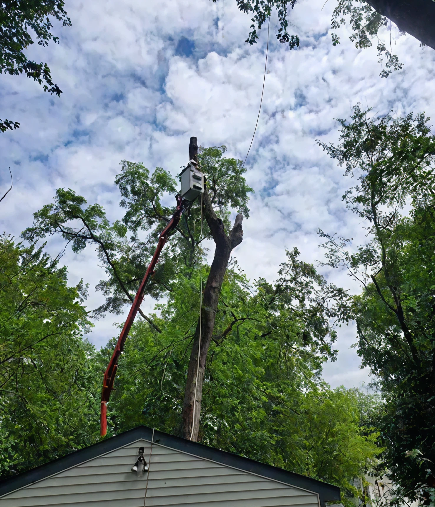Tree trimming with crane lift