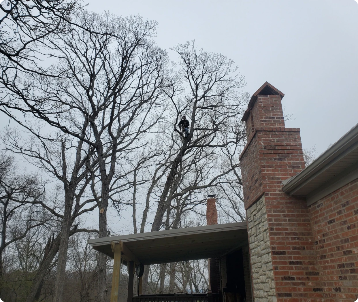 Person climbing tall tree branches