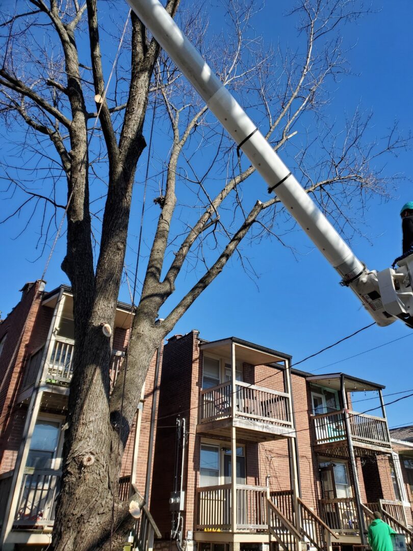 Tree pruning near residential buildings