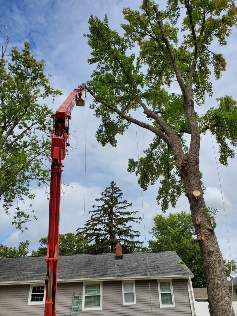 House near tree trimming operation