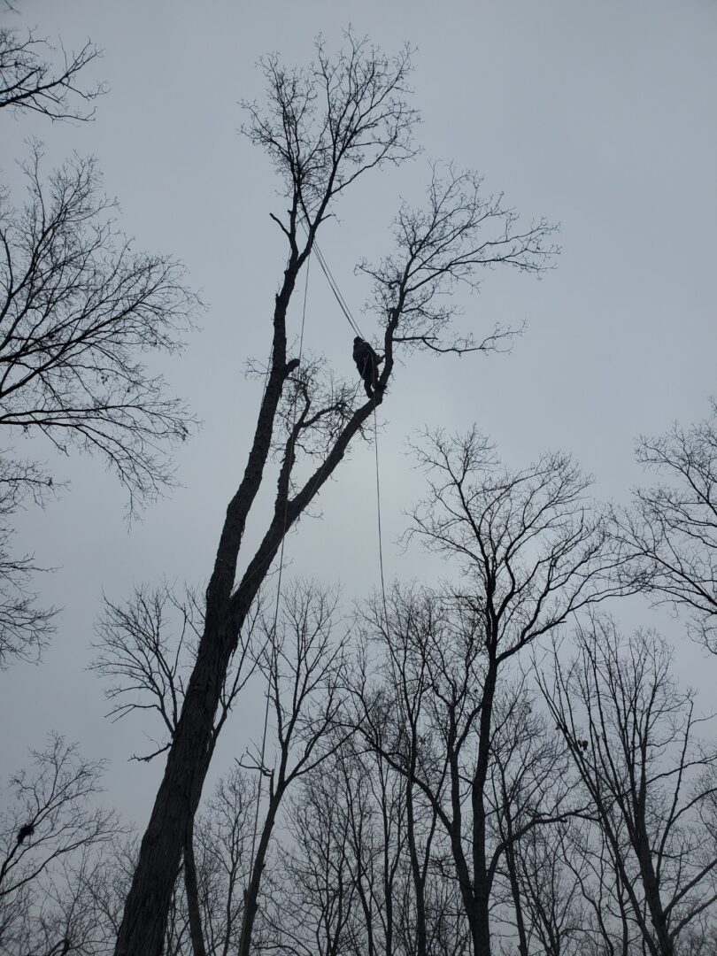 Arborist climbing leafless tree with rope