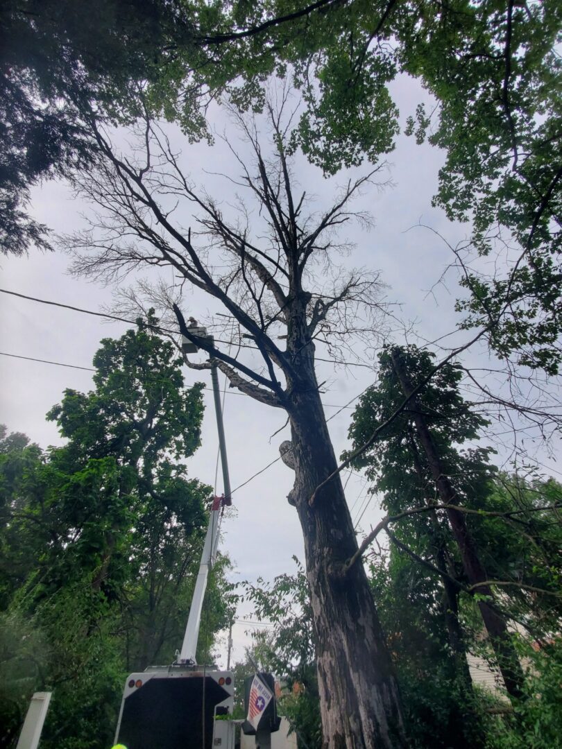 Tree trimming with crane truck
